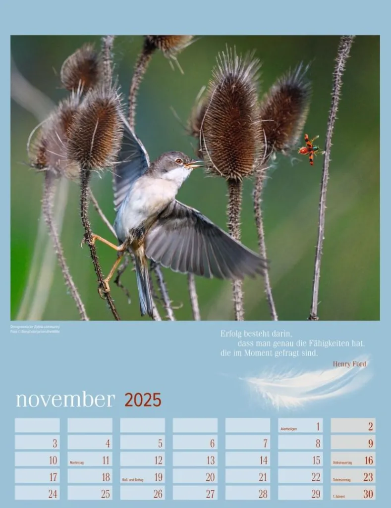 Weingarten Heimische Vogel Kalender 2025