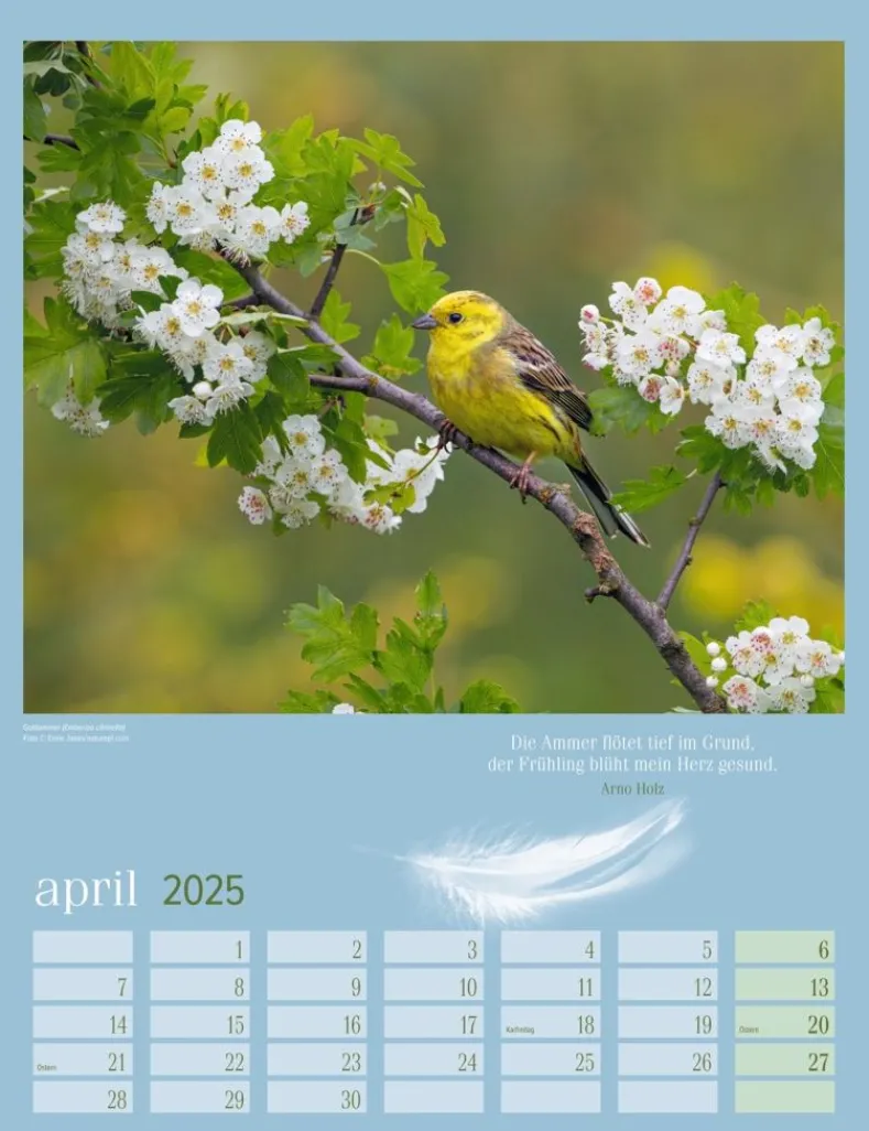 Weingarten Heimische Vogel Kalender 2025