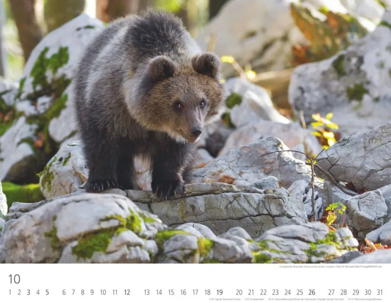 Weingarten Heimische Wildtiere Kalender 2025