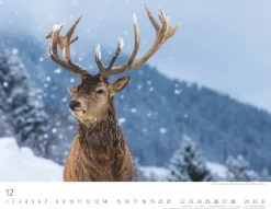 Weingarten Heimische Wildtiere Kalender 2025