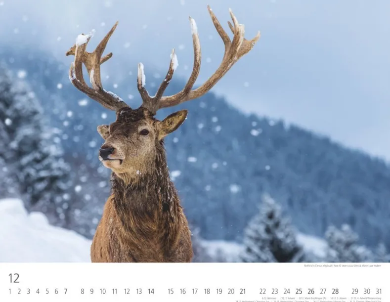 Weingarten Heimische Wildtiere Kalender 2025