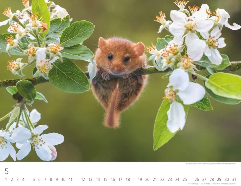 Weingarten Heimische Wildtiere Kalender 2025