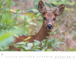 Weingarten Heimische Wildtiere Kalender 2025