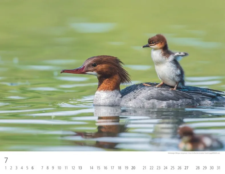 Weingarten Heimische Wildtiere Kalender 2025