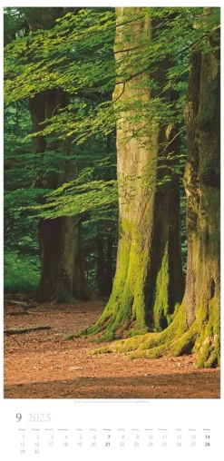 Weingarten Im Wald Kalender 2025