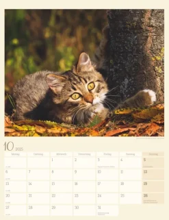 Weingarten Katzen Auf Dem Lande Kalender 2025
