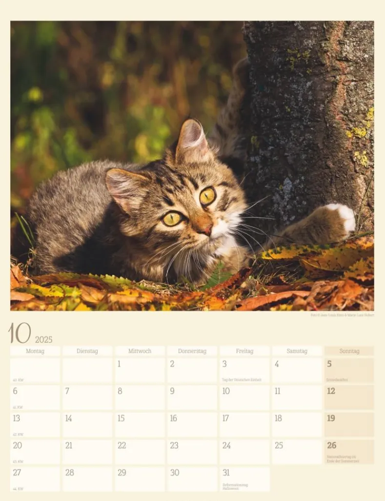 Weingarten Katzen Auf Dem Lande Kalender 2025