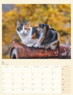 Weingarten Katzen Auf Dem Lande Kalender 2025