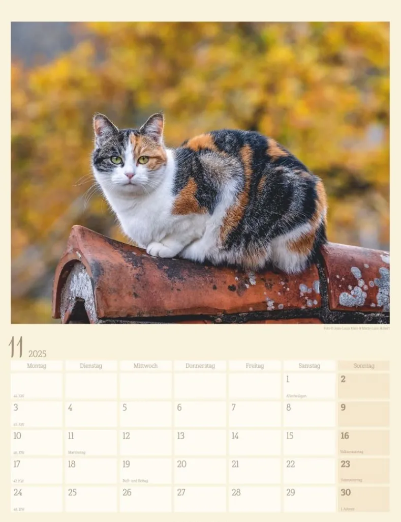 Weingarten Katzen Auf Dem Lande Kalender 2025