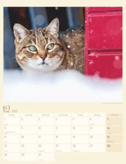 Weingarten Katzen Auf Dem Lande Kalender 2025