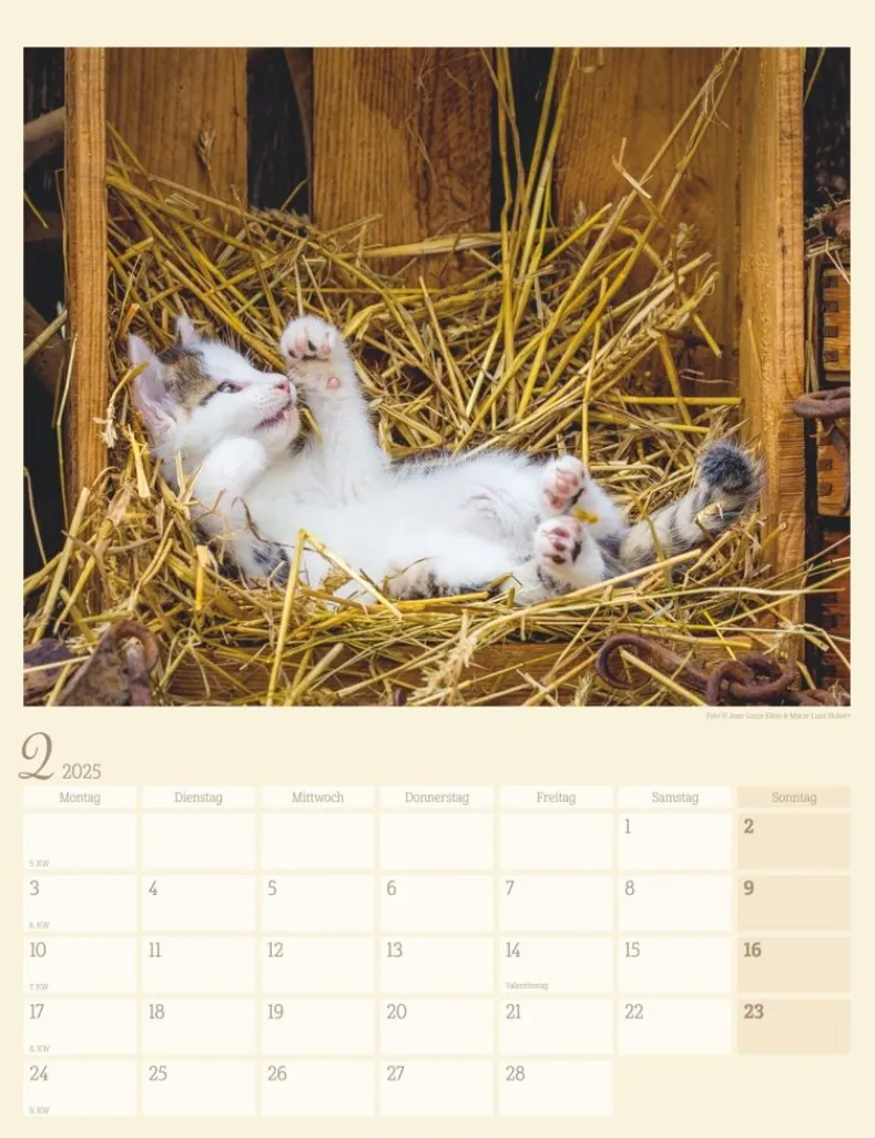 Weingarten Katzen Auf Dem Lande Kalender 2025