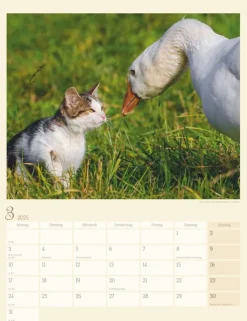 Weingarten Katzen Auf Dem Lande Kalender 2025
