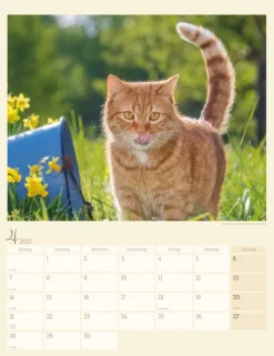 Weingarten Katzen Auf Dem Lande Kalender 2025
