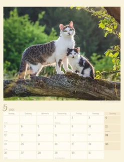 Weingarten Katzen Auf Dem Lande Kalender 2025