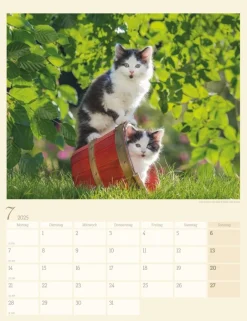 Weingarten Katzen Auf Dem Lande Kalender 2025
