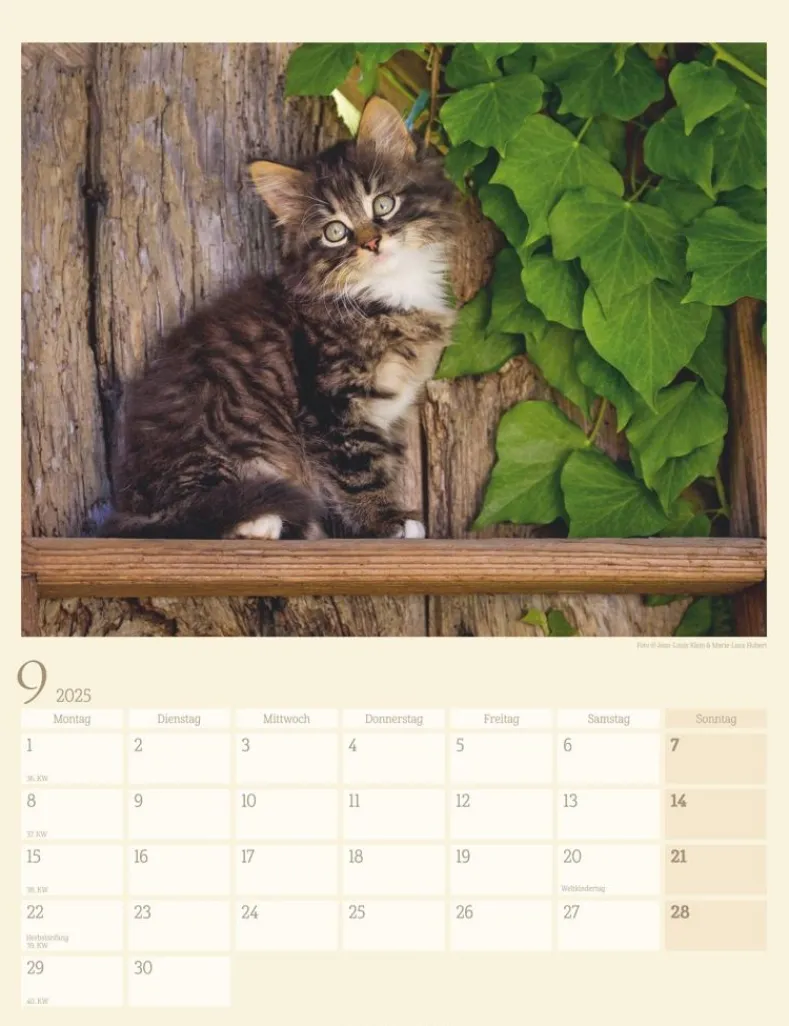 Weingarten Katzen Auf Dem Lande Kalender 2025