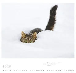 Weingarten Katzen Diven Auf Samtpfoten Kalender 2025