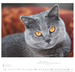 Weingarten Katzen Diven Auf Samtpfoten Kalender 2025
