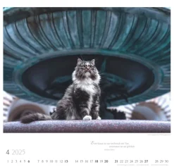 Weingarten Katzen Diven Auf Samtpfoten Kalender 2025