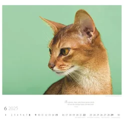 Weingarten Katzen Diven Auf Samtpfoten Kalender 2025