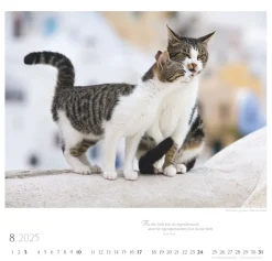 Weingarten Katzen Diven Auf Samtpfoten Kalender 2025