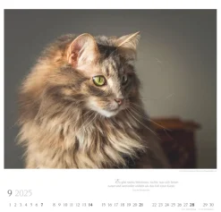 Weingarten Katzen Diven Auf Samtpfoten Kalender 2025