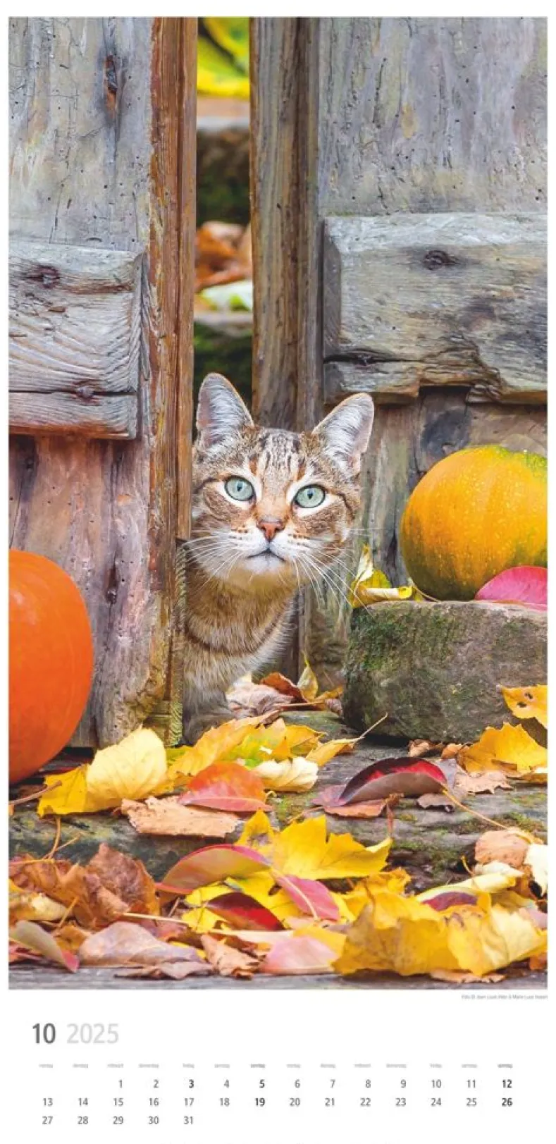 Weingarten Katzen Kalender 2025