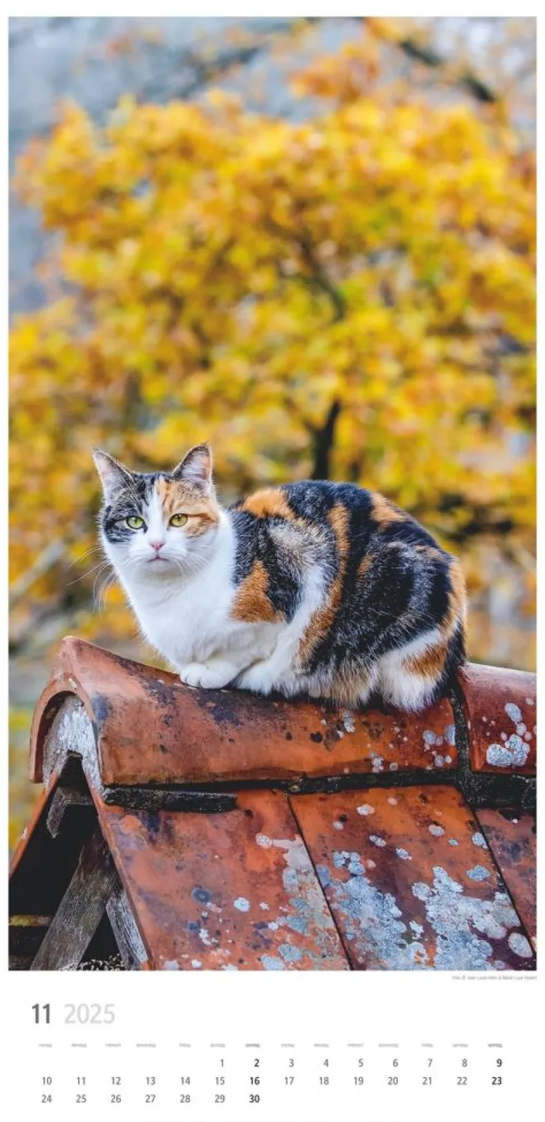 Weingarten Katzen Kalender 2025