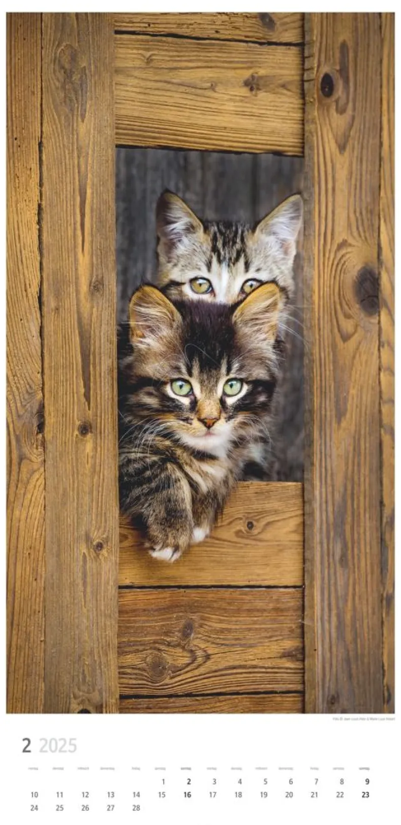 Weingarten Katzen Kalender 2025
