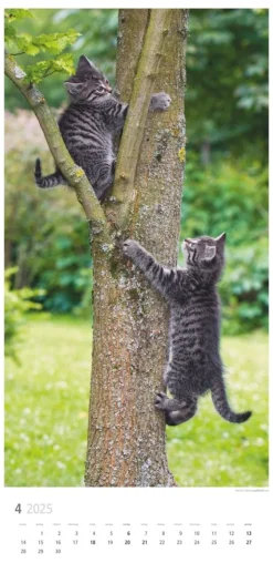 Weingarten Katzen Kalender 2025
