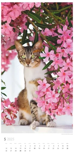 Weingarten Katzen Kalender 2025