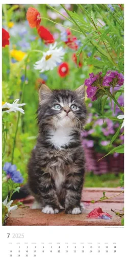 Weingarten Katzen Kalender 2025