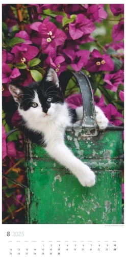 Weingarten Katzen Kalender 2025