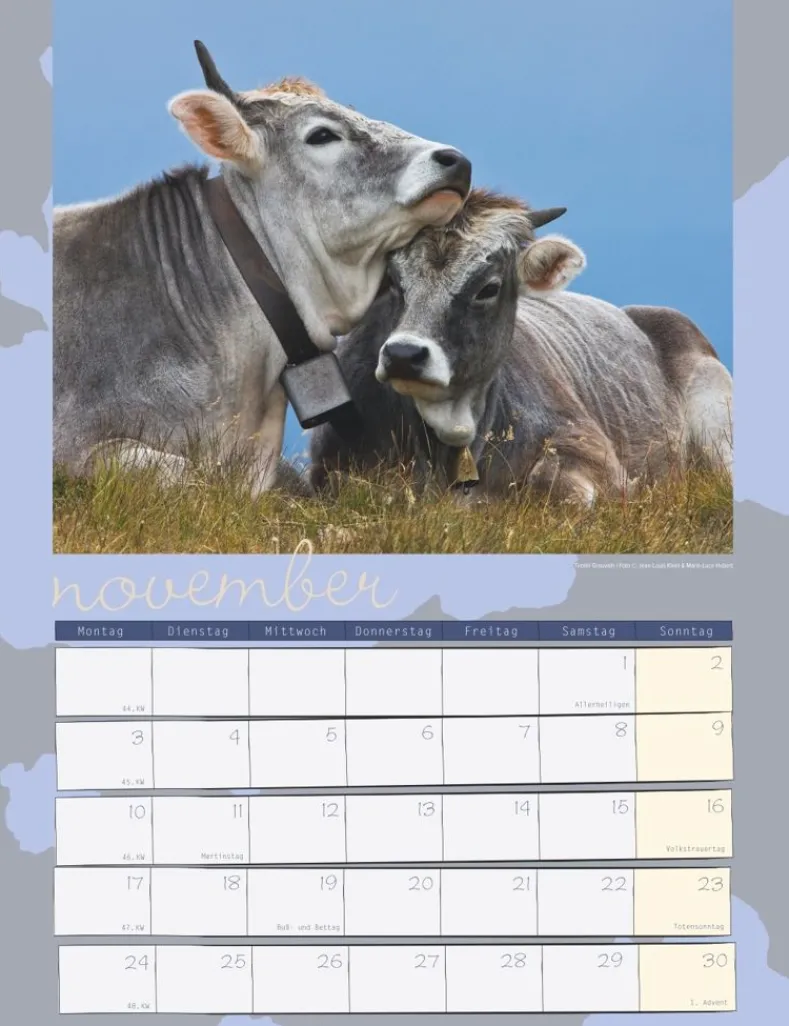 Weingarten Kuh Kalender 2025
