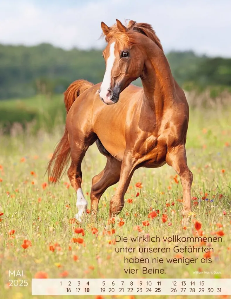 Weingarten Pferdepoesie Kalender 2025