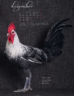 Weingarten Pretty Chicks Kalender 2025