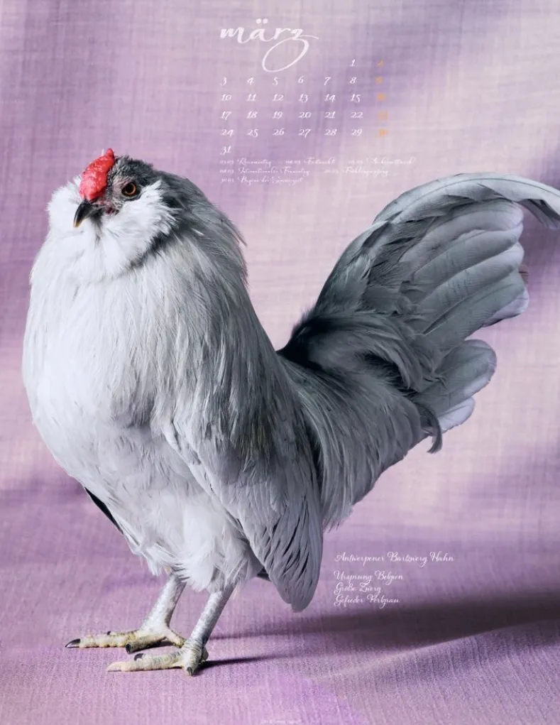Weingarten Pretty Chicks Kalender 2025
