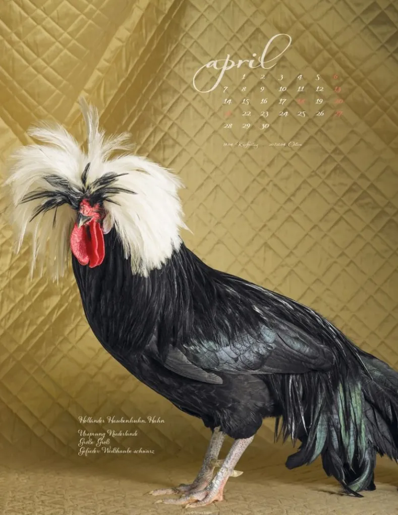 Weingarten Pretty Chicks Kalender 2025