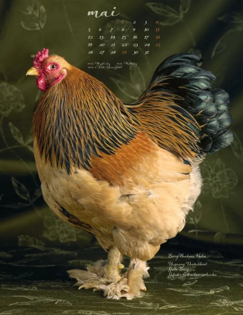 Weingarten Pretty Chicks Kalender 2025