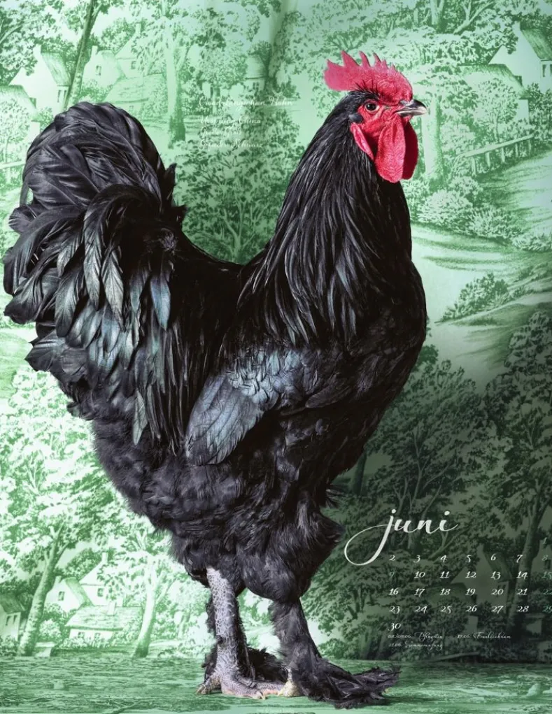 Weingarten Pretty Chicks Kalender 2025