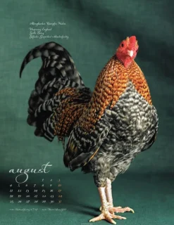 Weingarten Pretty Chicks Kalender 2025