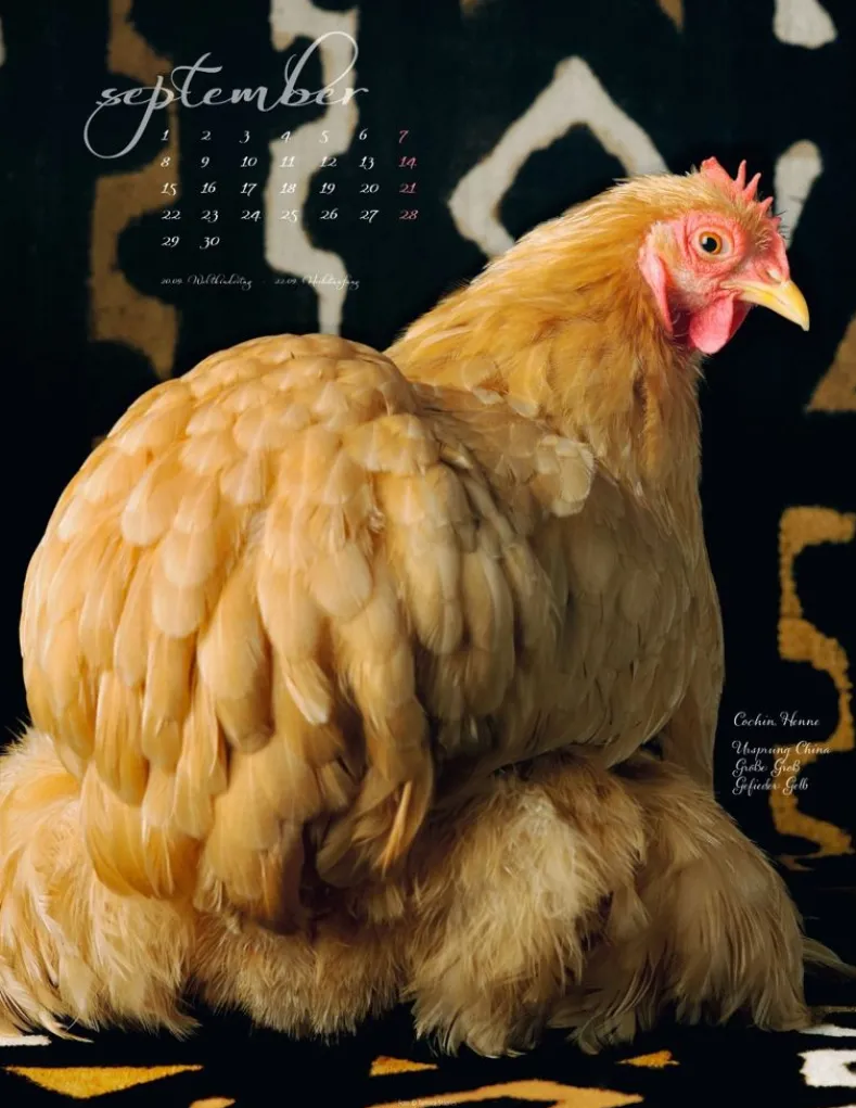 Weingarten Pretty Chicks Kalender 2025