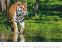 Weingarten Tiger Kalender 2025