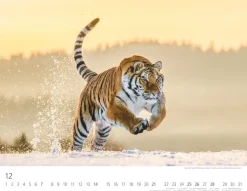 Weingarten Tiger Kalender 2025