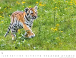 Weingarten Tiger Kalender 2025