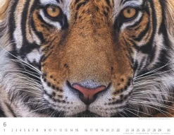 Weingarten Tiger Kalender 2025