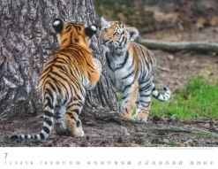 Weingarten Tiger Kalender 2025