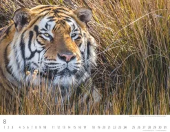 Weingarten Tiger Kalender 2025