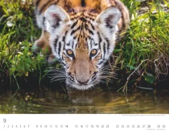 Weingarten Tiger Kalender 2025