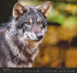 Weingarten Wolfe Kalender 2025
